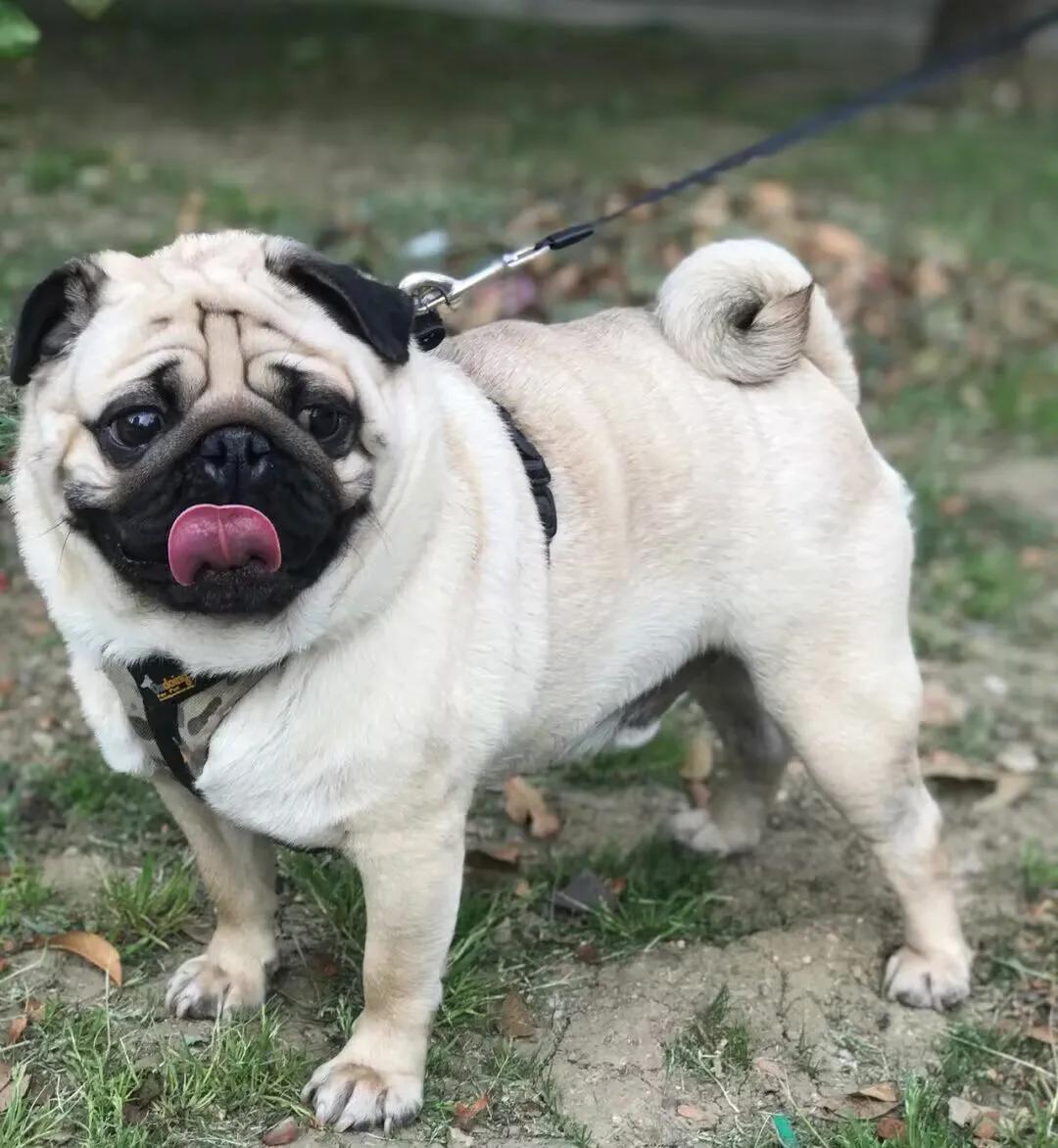 好养的小宠物狗排行(盘点5种适合家养的宠物狗,你家狗狗上榜了吗?