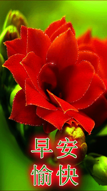 早上好问候动态表情 早上好的祝福语动态图片 祝朋友平安健康家圆满图片