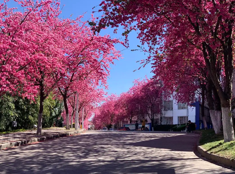 封校也能搞“形式主义”？大理大学同学爆料，原来学校也“双标”