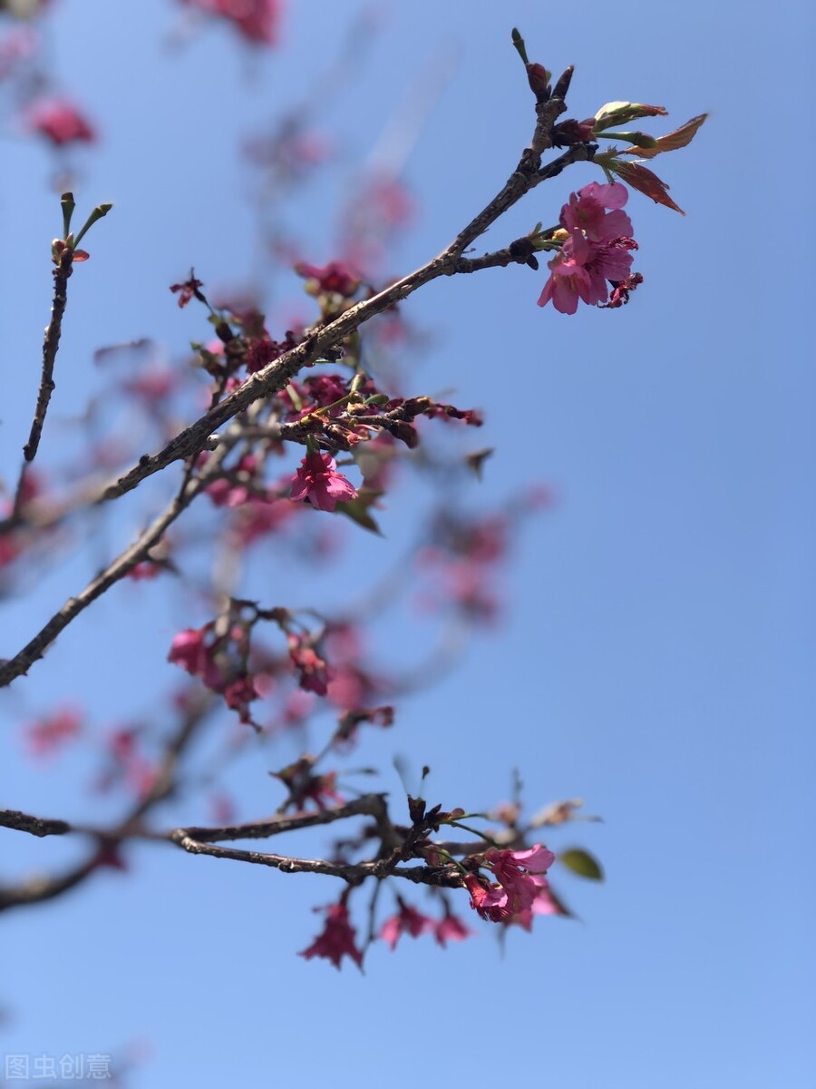 情人节的雪