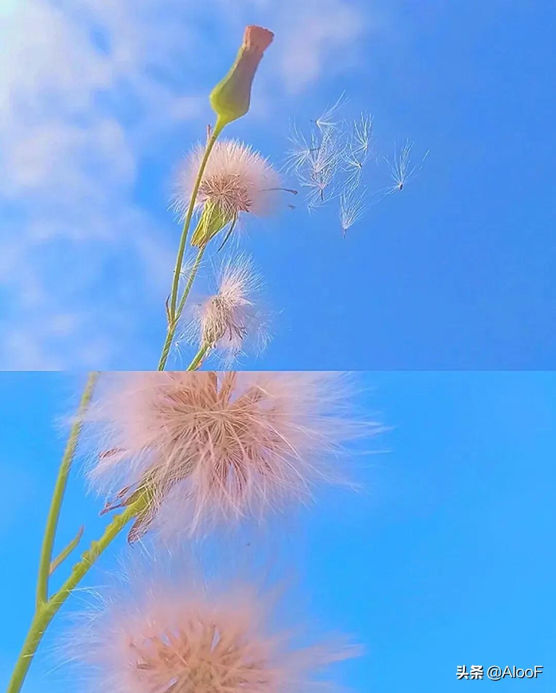 唯美 | 蒲公英 高清图