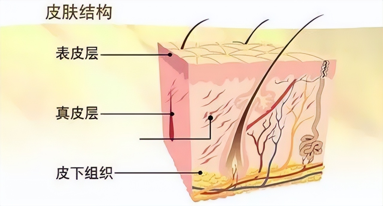 身体突然出现小红点，是疾病来临的信号吗？建议了解