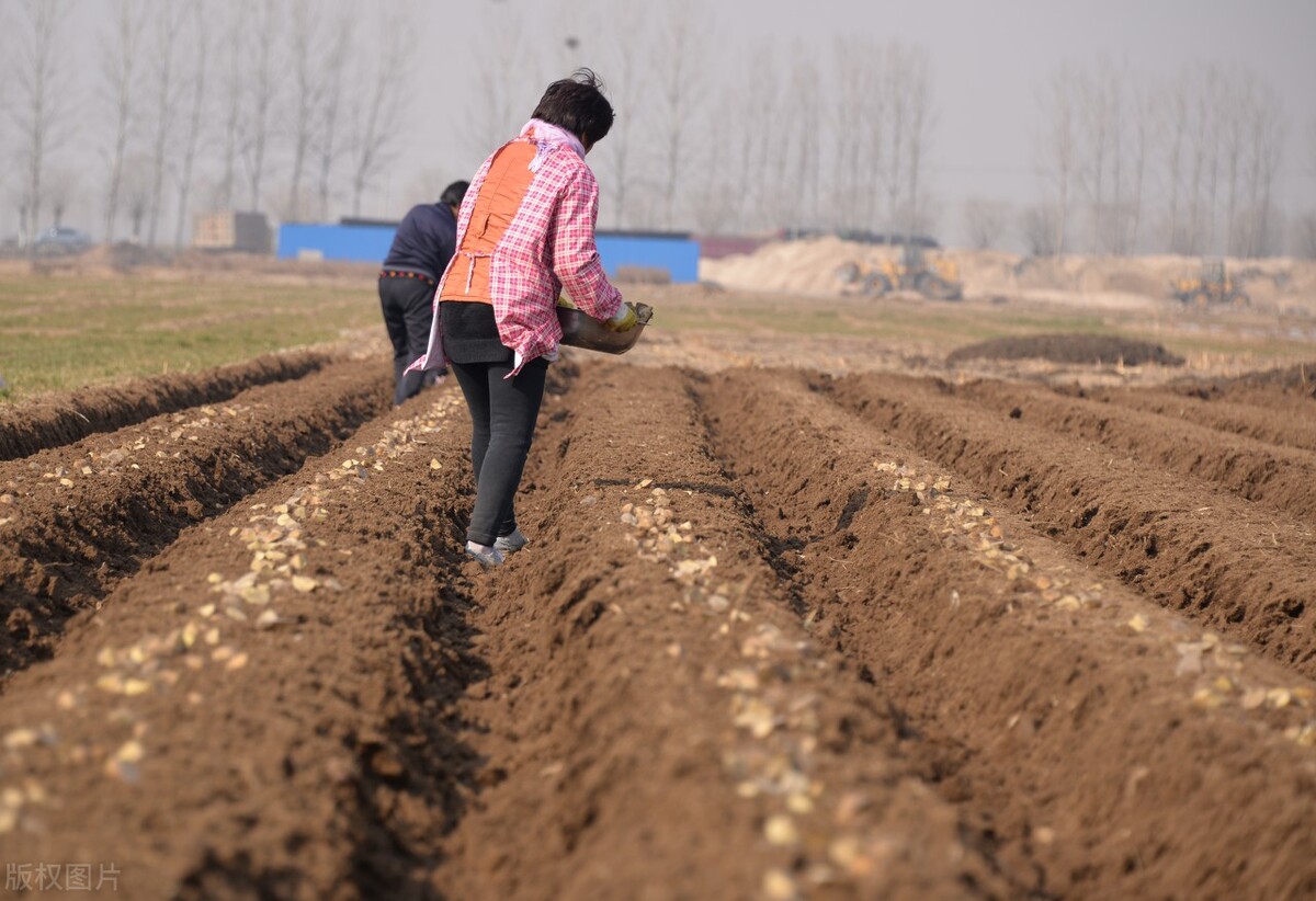 春土豆何时种?如何种?可跟着这8句顺口溜,学会种土豆