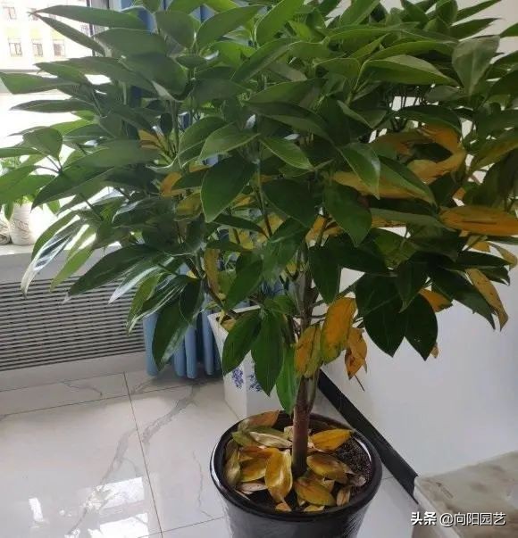 这8种花“招财”，养在家里，寓意“吸财进宝”，你家养的吗？