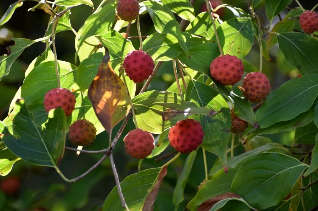 植物世界丨40种农村野果子,有的美味,有的剧毒,有的漂亮做盆栽