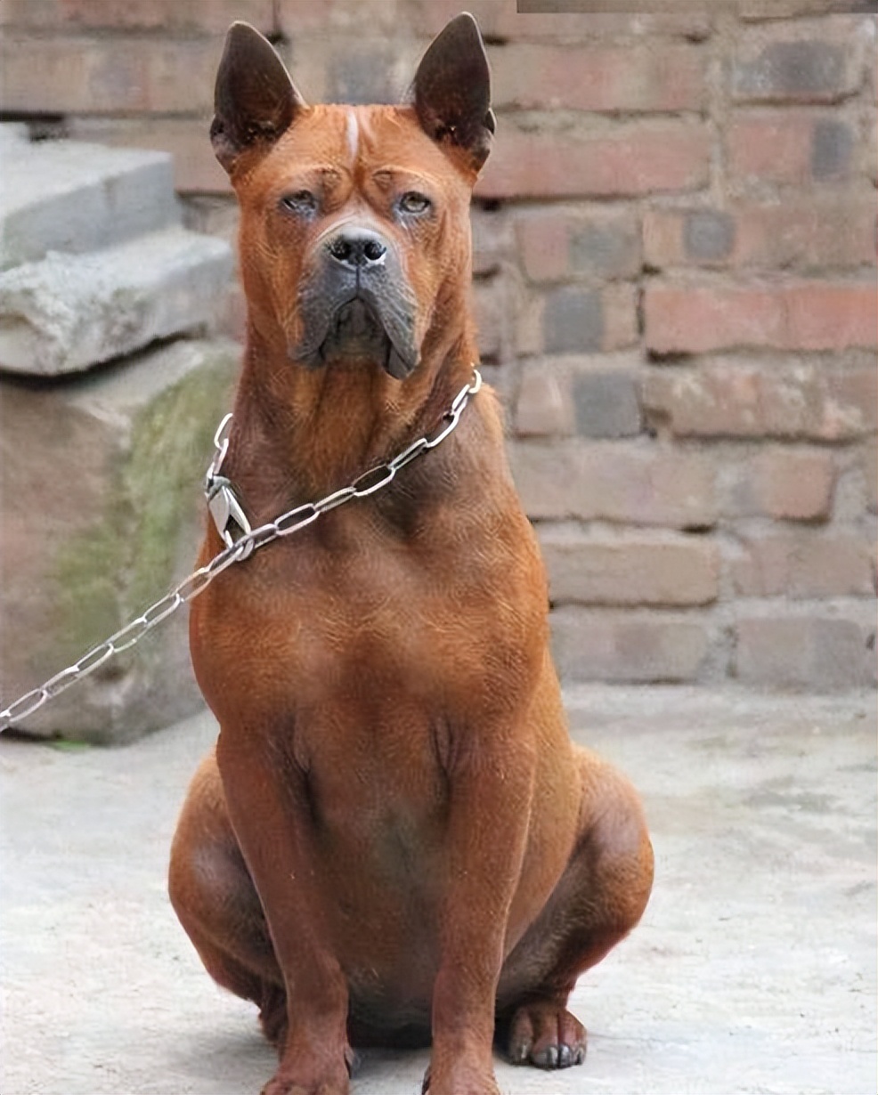 "川东猎犬"——猎犬之王,真正的国产骄傲-热门资讯