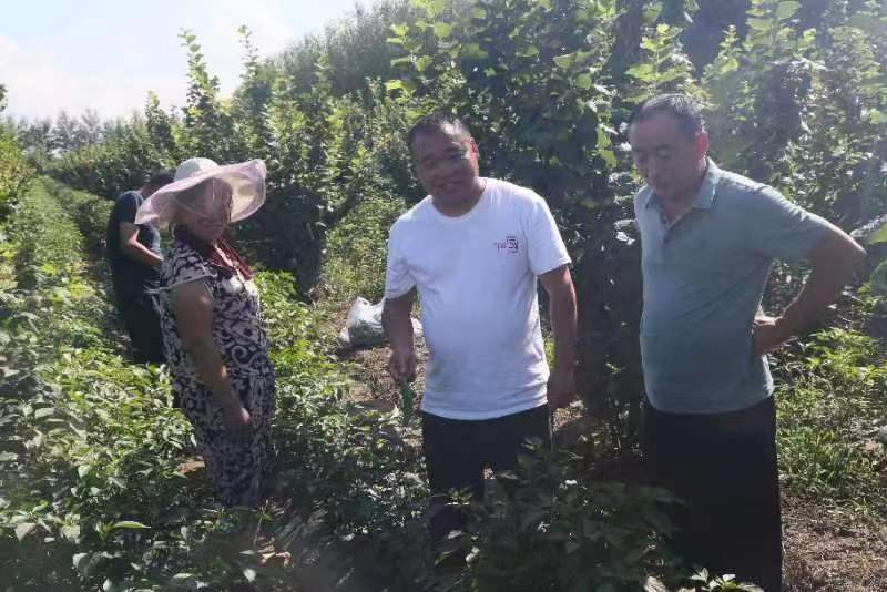 公主岭市绿公主种植专业合作社联合外省市种植庭院辣椒喜获丰收