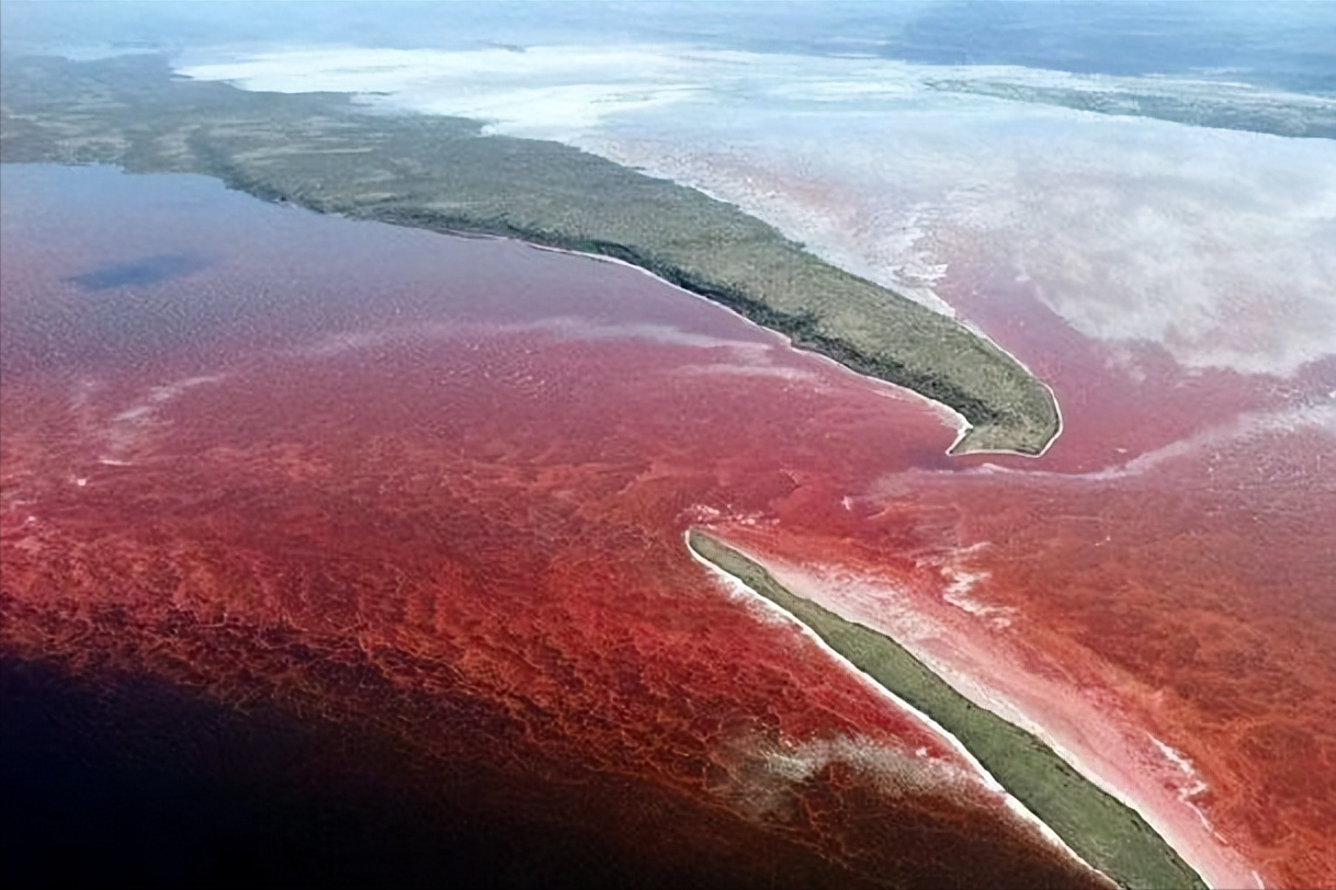 石房蛤毒素中毒解毒(石房蛤毒素是海洋生物中毒性最强的麻痹性毒素