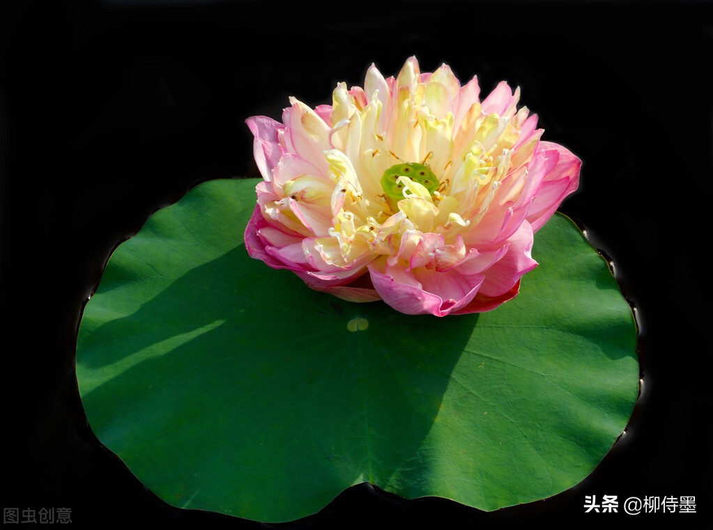拍了荷花被嫌俗？用這5個攝影方法拍照，讓照片更勝一籌