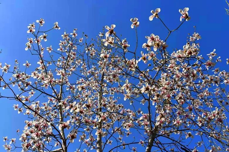 玉兰花开春色浓