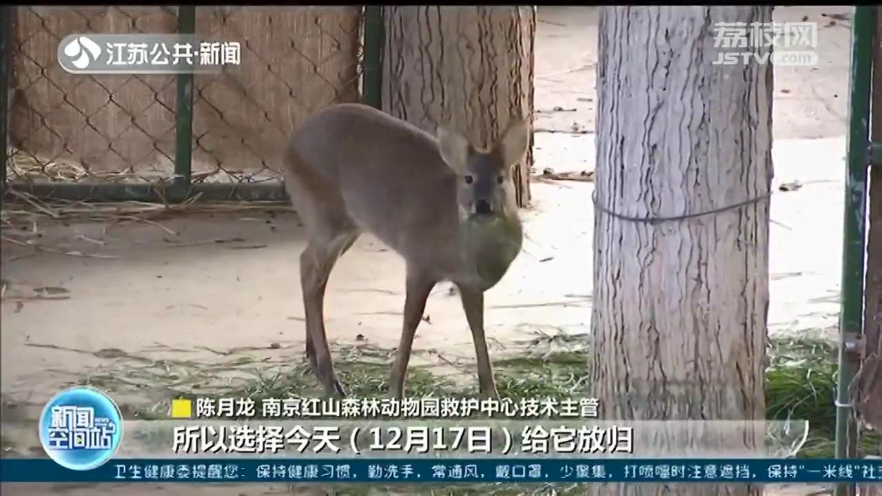 放归山林！来南京红山动物园&ldquo;碰瓷&rdquo;的獐子回家了