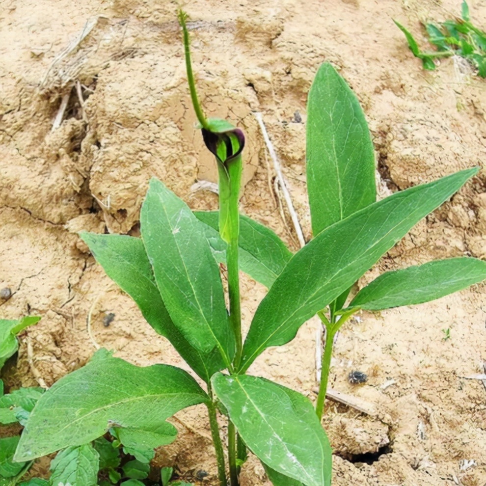 有毒的植物（一文详聊100种有毒的花果）