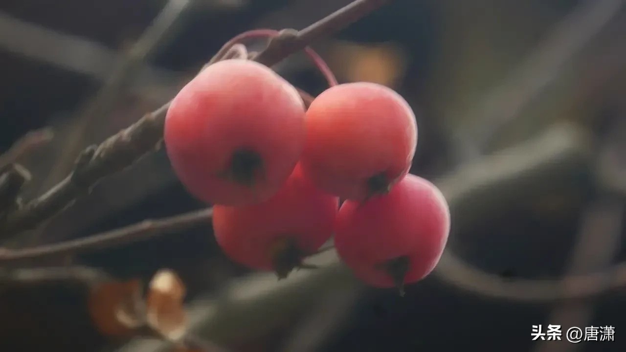 人间清醒是什么样子的  人间清醒是啥意思