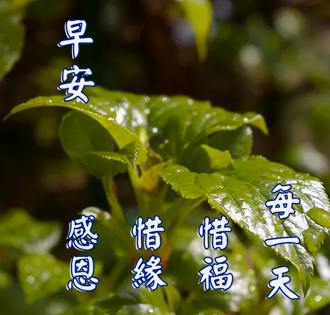 早安冬天的句子唯美带字_晶羽文学网