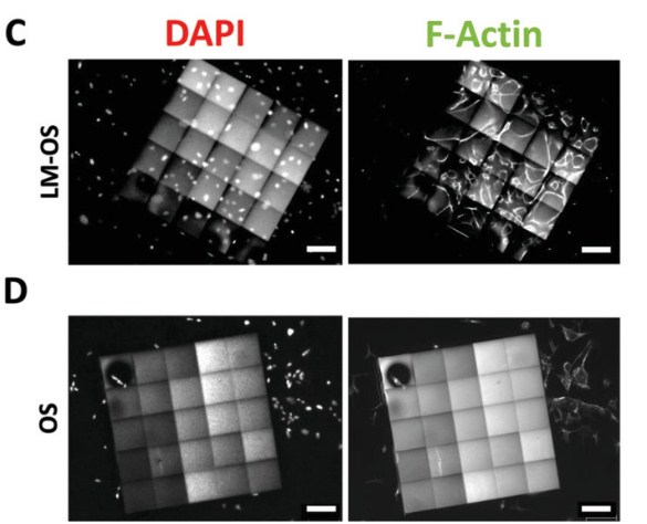 研发出3D 打印到人体生物传感器植入物中的独特树脂了吗？