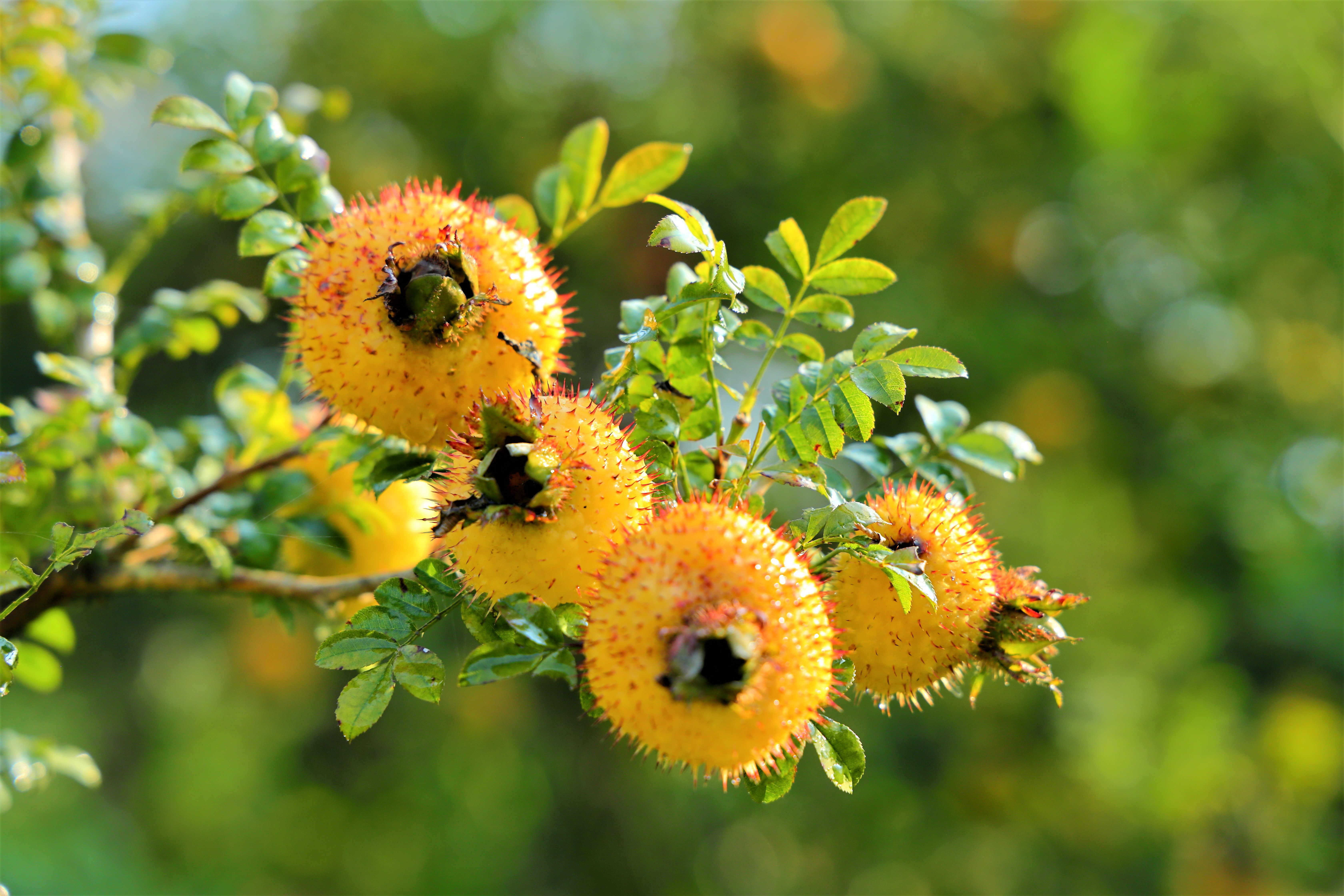 为什么贵州刺梨好(一时间红遍大江南北的贵州刺梨究竟为何物?