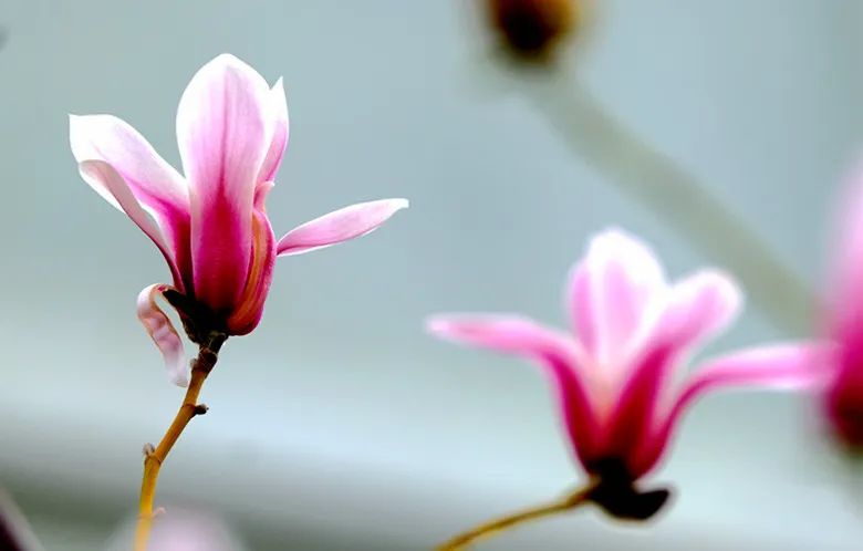 玉兰花开春色浓