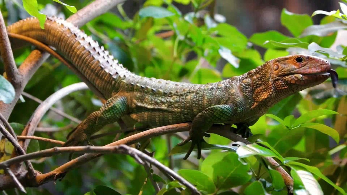 二战中最后一个投降的日本兵，不信日本战败，丛林中坚持战斗29年