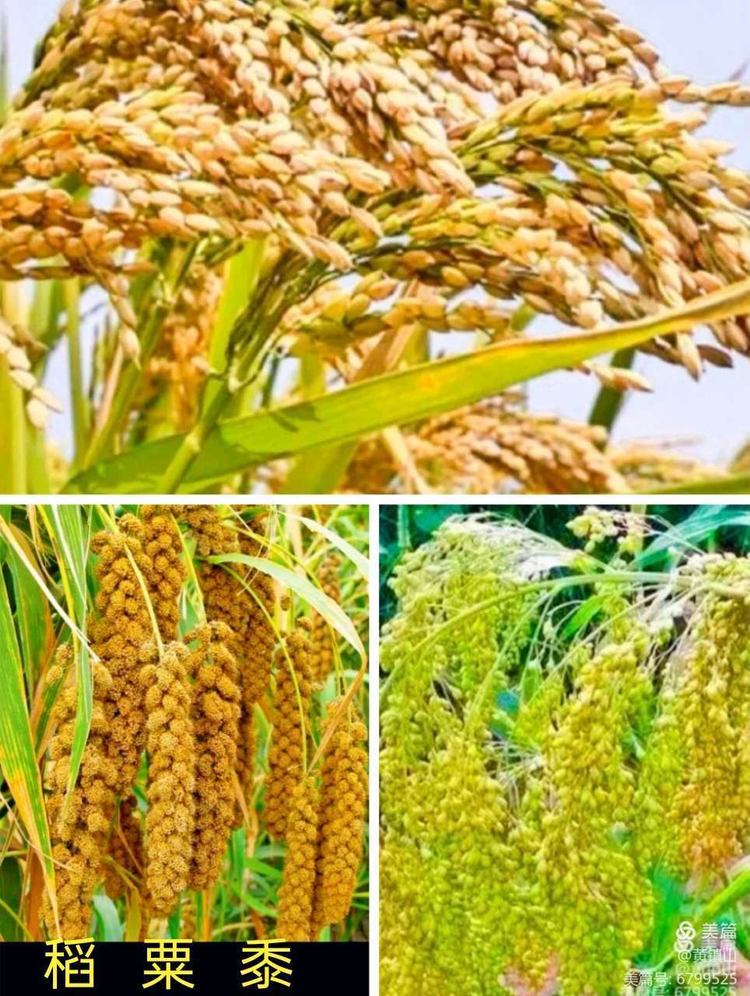 黄镇山：世界陶稻黍文明起源中国万年前