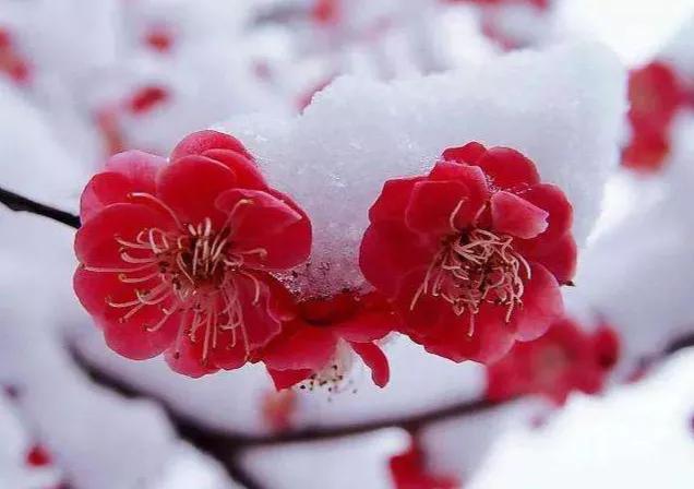 落花人独立，微雨燕双飞。那些关于花的诗句，喜欢就收藏哦