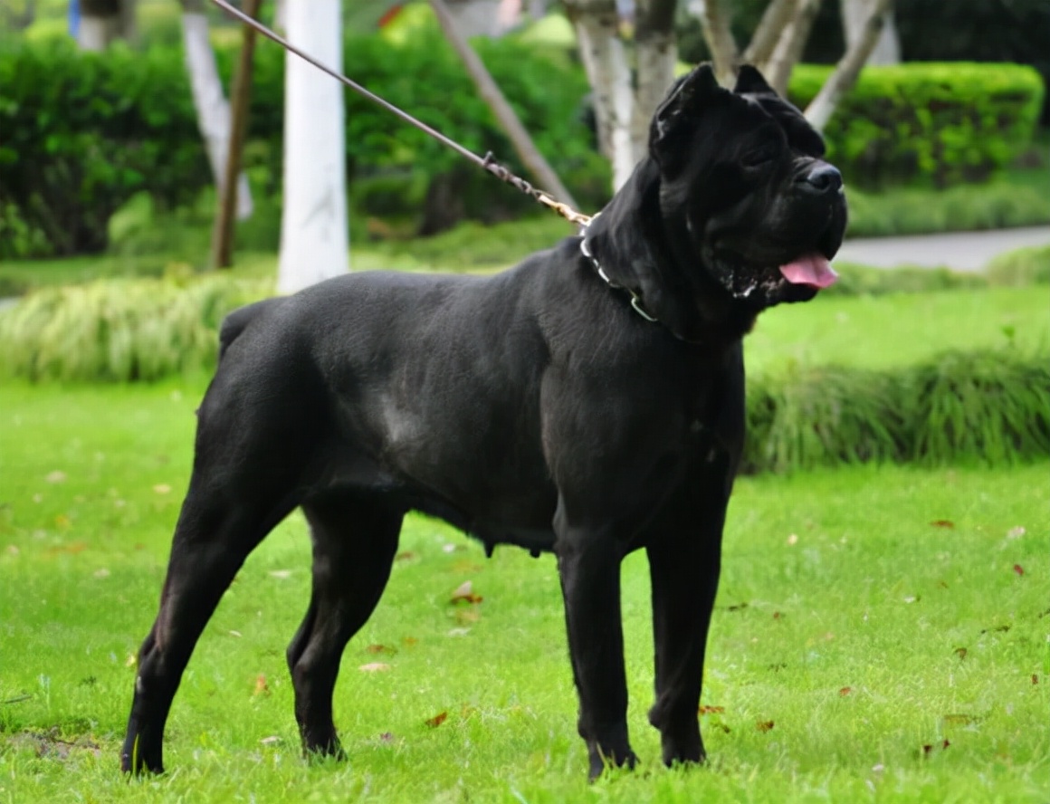 純種意大利卡斯羅犬多少錢一隻?巨型卡斯羅犬幼崽最低價格-寵物主人