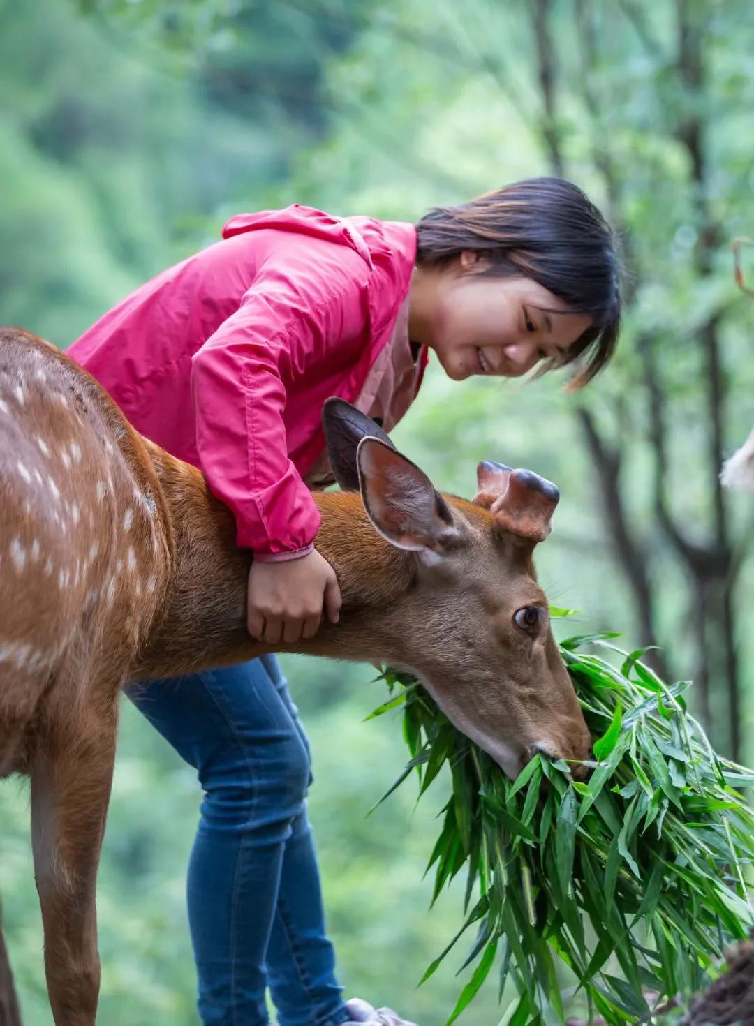 志诚梅花鹿养殖场场主青年创业先进代表肖莉荣获宜宾青年五四奖章