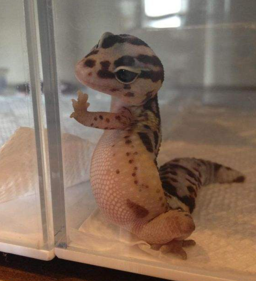 守宫砂的前世今生