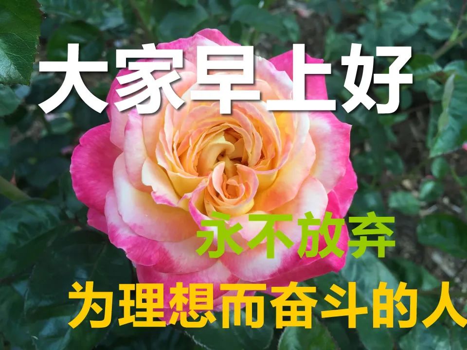 清晨聊天不用打字的祝福图片 早上好，记得带上自己的阳光图片
