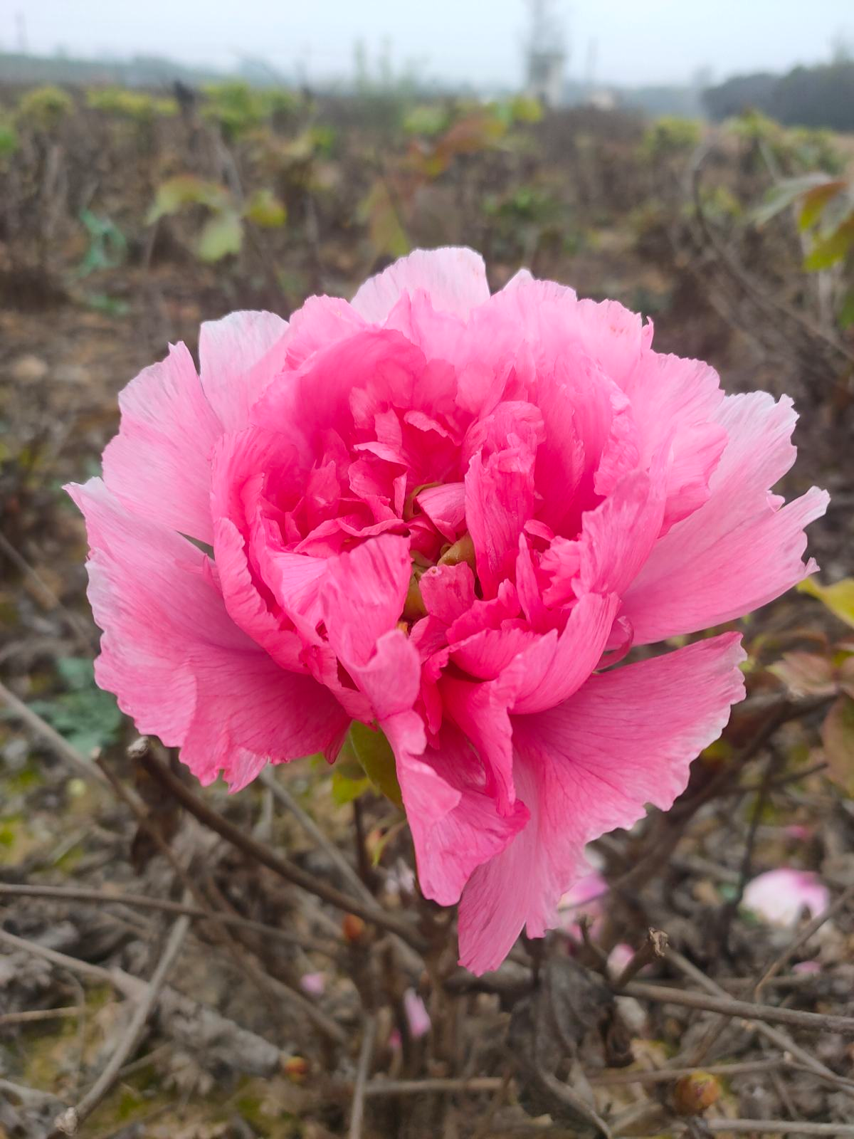 牡丹花圖片大全,牡丹花圖片大全大圖