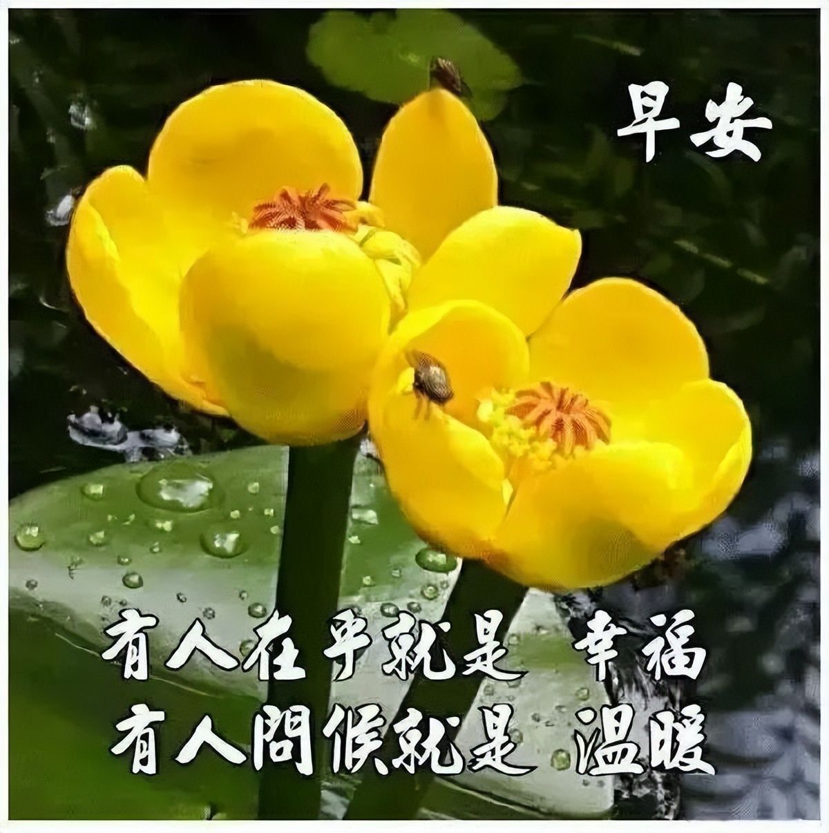 周日感恩相遇，真挚的情谊天长地久 天气渐冷，注意保暖图片