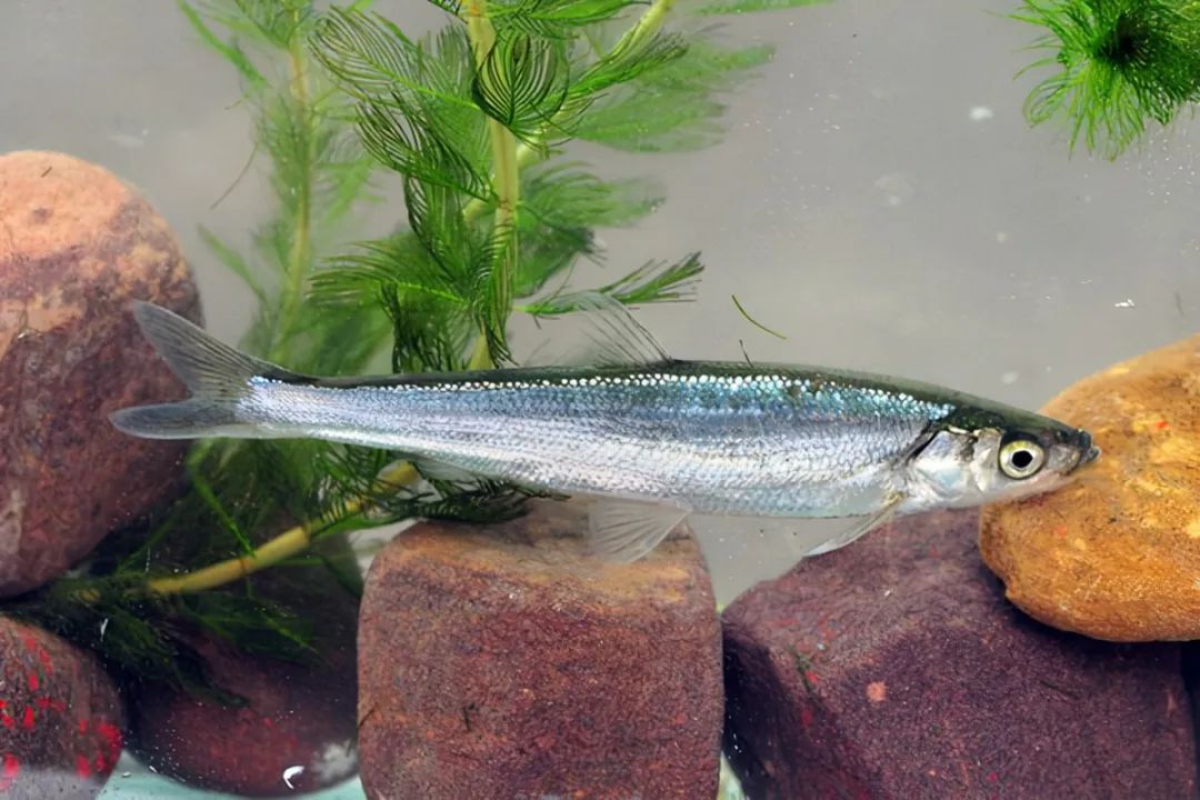 云南土著鱼类云南六大名鱼和10余种特色鱼类