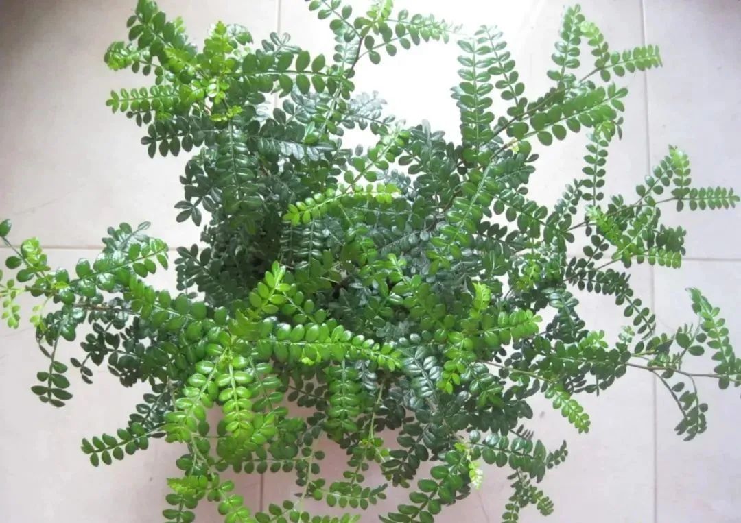清香木和胡椒木哪个好胡椒木就是清香木吗