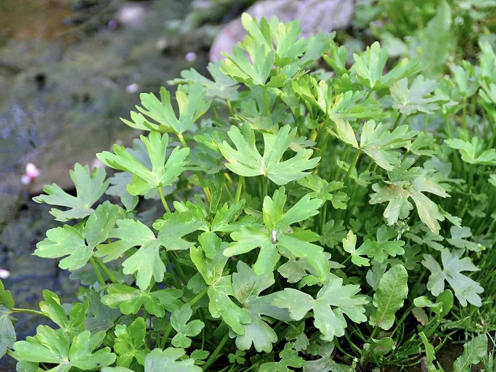 野芹菜就是一种野生的山野菜,野芹菜有一股清香的味道,吃起来还是不错