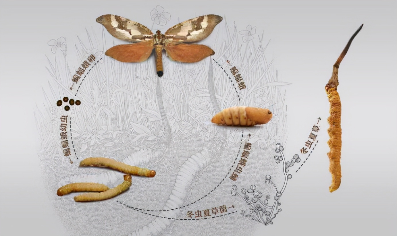 土里的虫草菌寄生于幼虫,在幼虫体内生长,不断蚕食幼虫直至其死亡.