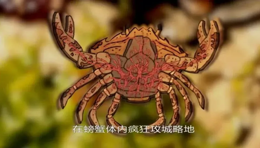 蟹奴——螃蟹的噩梦