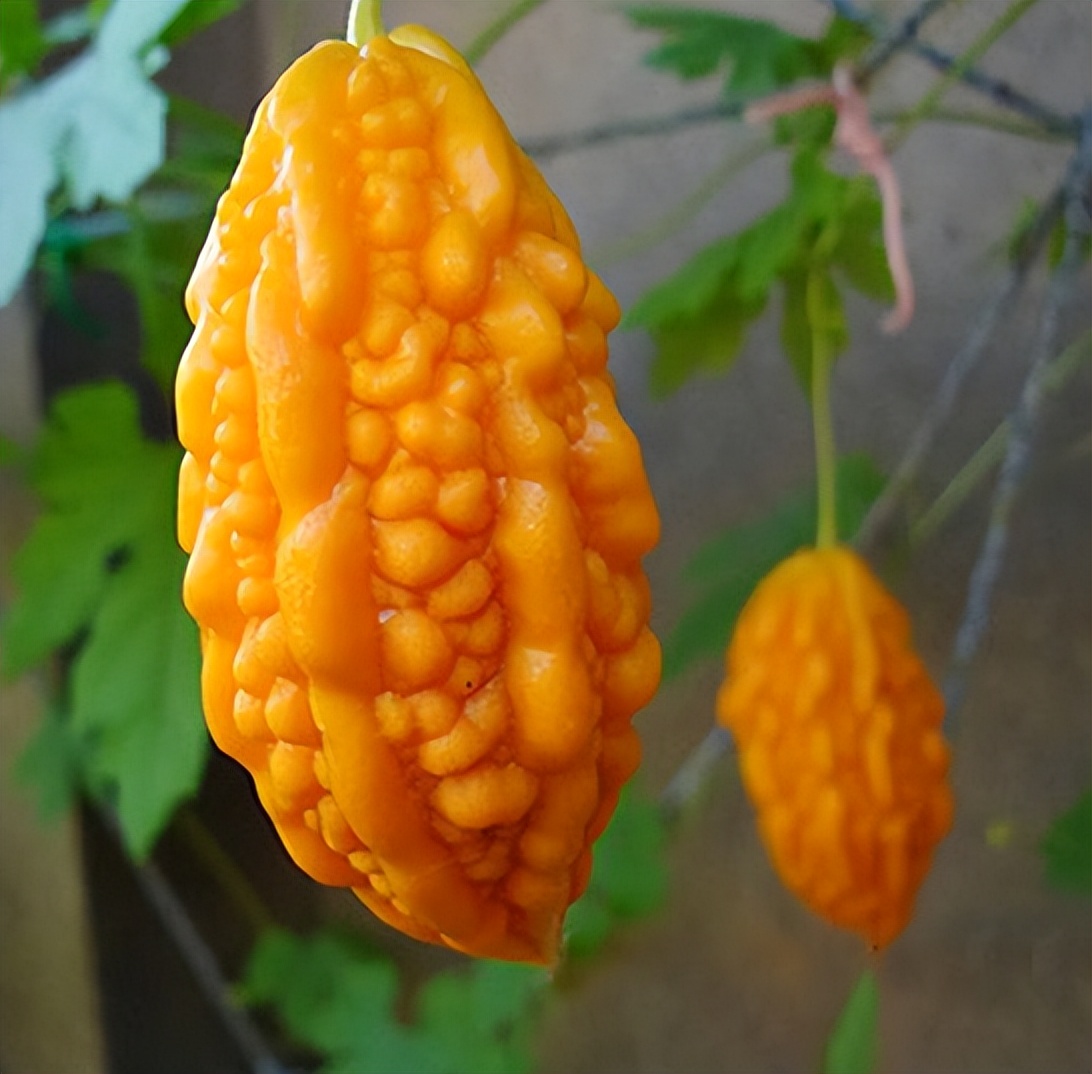 摘要:赖葡萄是苦瓜吗?80年代风靡一时的土味水果,遭淘汰后没人种植了