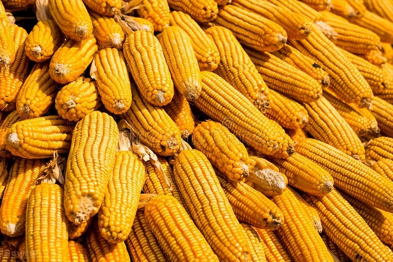 对于玉米现货市场操作的看法及思路