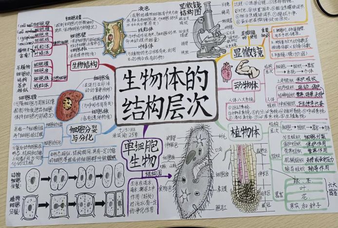 不会做竞赛类思维导图？详细版初中生物竞赛类思维导图的制作来了
