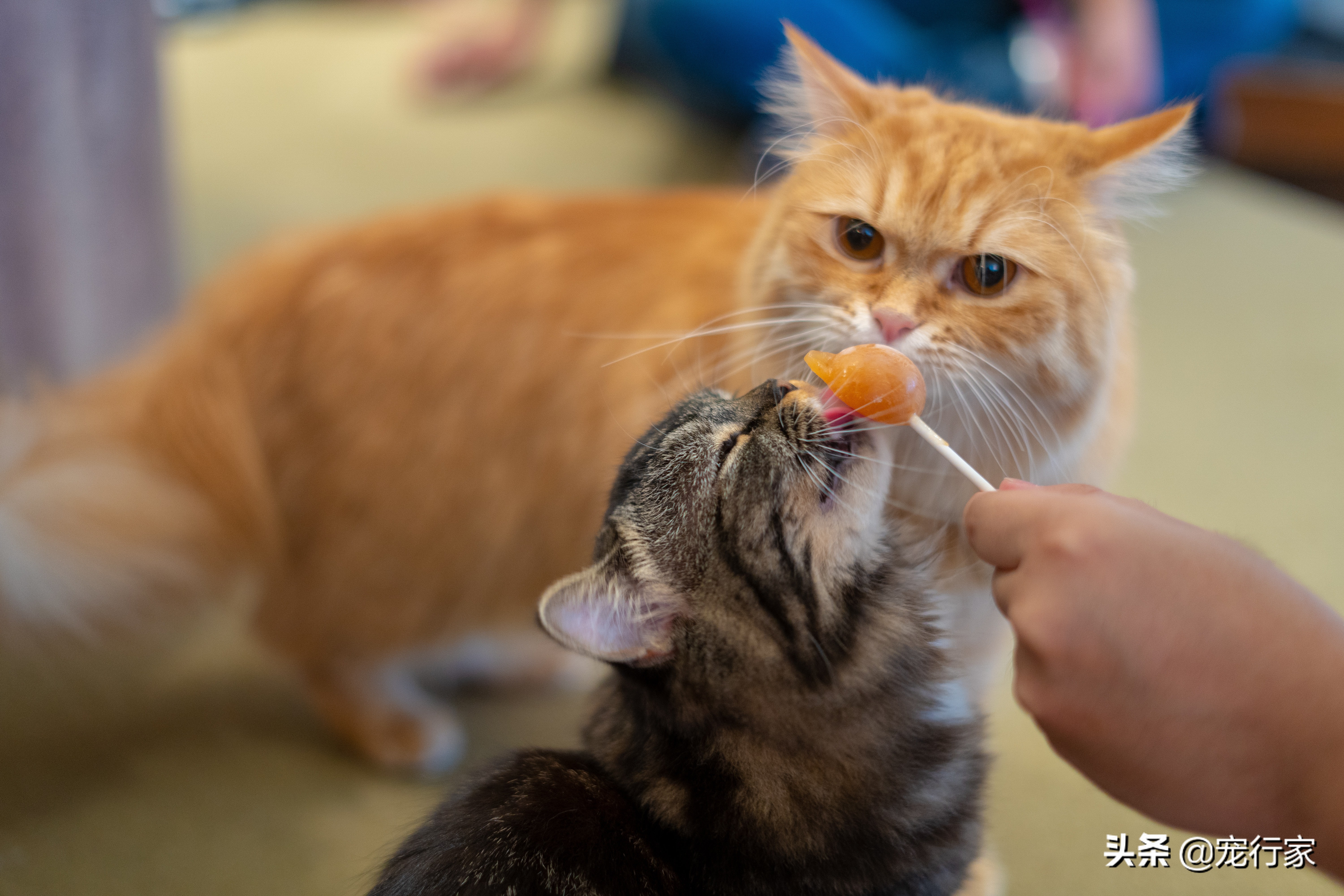 喂食猫咪要做的三件事和不要做的两件事，猫如何吃才能更好？