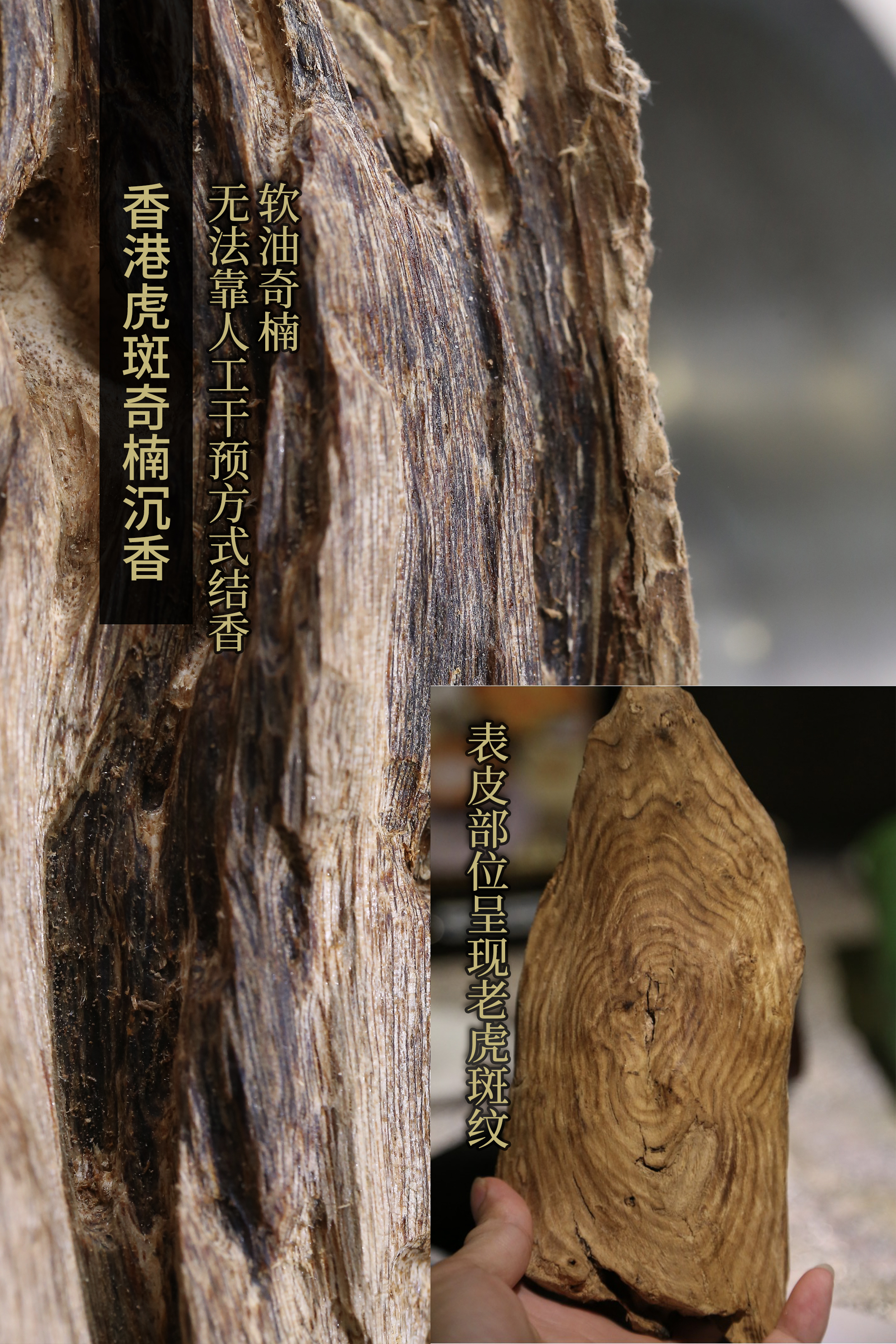 行内对奇楠沉香的定义,附高清微距图,建议收藏