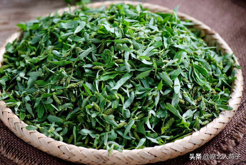 夏季摘野菜，送你61种野菜大图鉴，让你轻松认识各种野菜和吃法