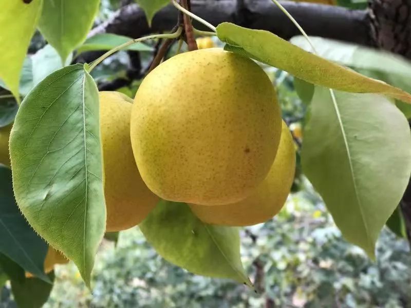 【镇罗营镇】万亩梨花邀您共赏