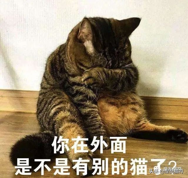 养猫一个月花多少钱？