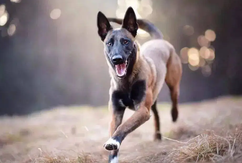 马犬图片