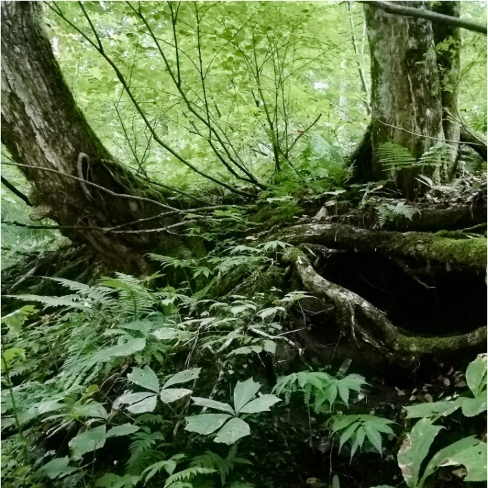 5种生火技巧，“零元购”助燃剂！丛林手工艺，体验露营高级玩法