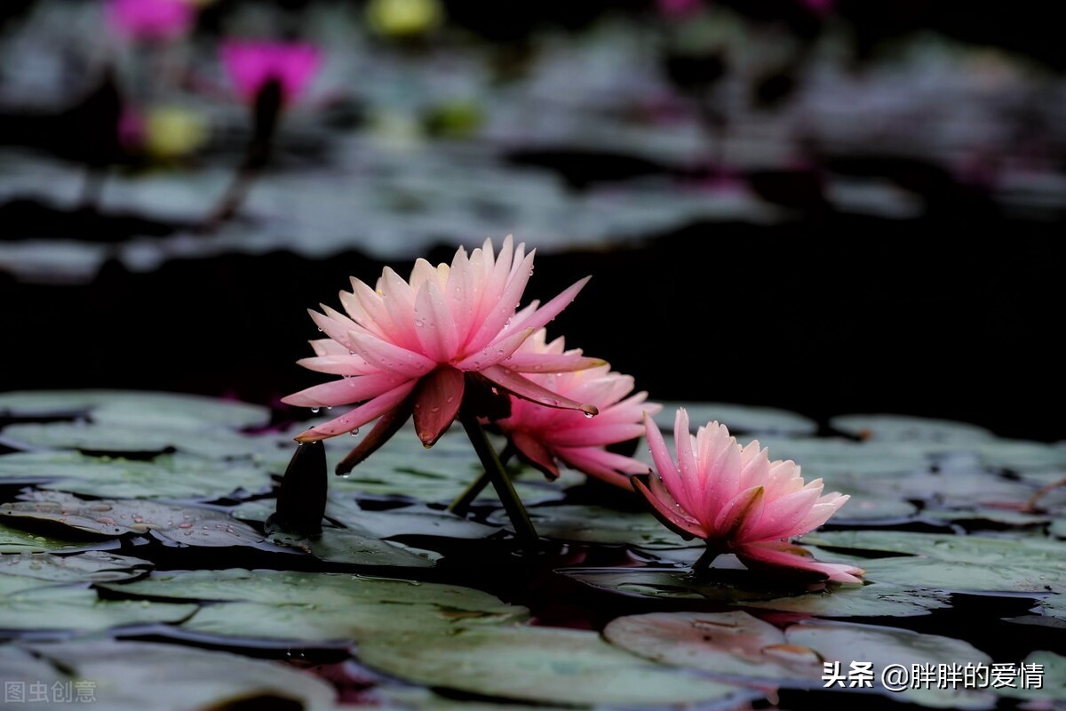 世间大雨滂沱，万物苟且而活，幸亏我爱笑，生活才没有那么糟糕