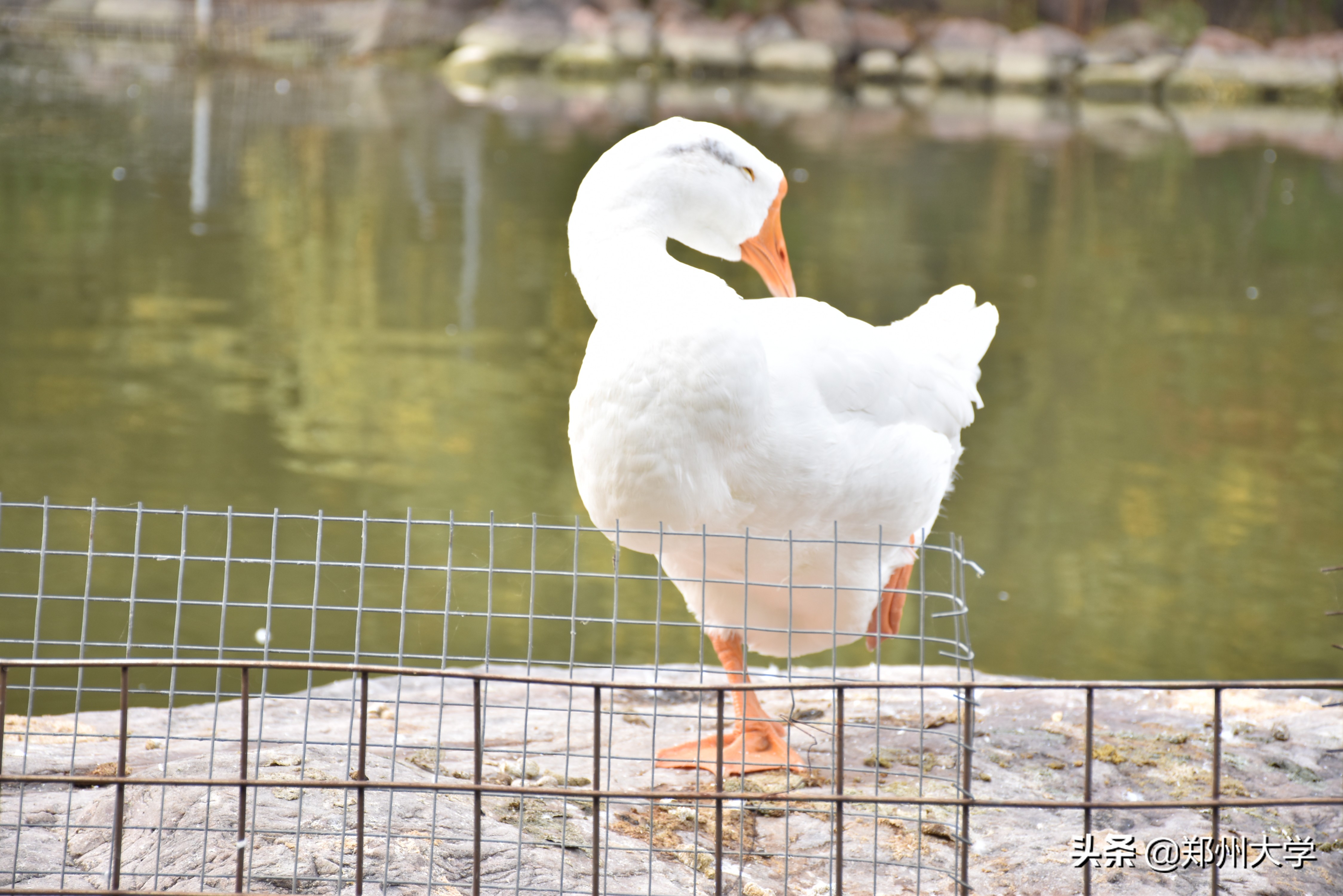 揭秘！郑州大学“校宠”的日常二三事