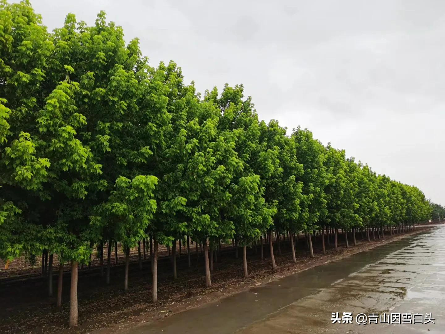 农村栽什么树最有前景？美国红枫还能种吗？（附品种推荐表）