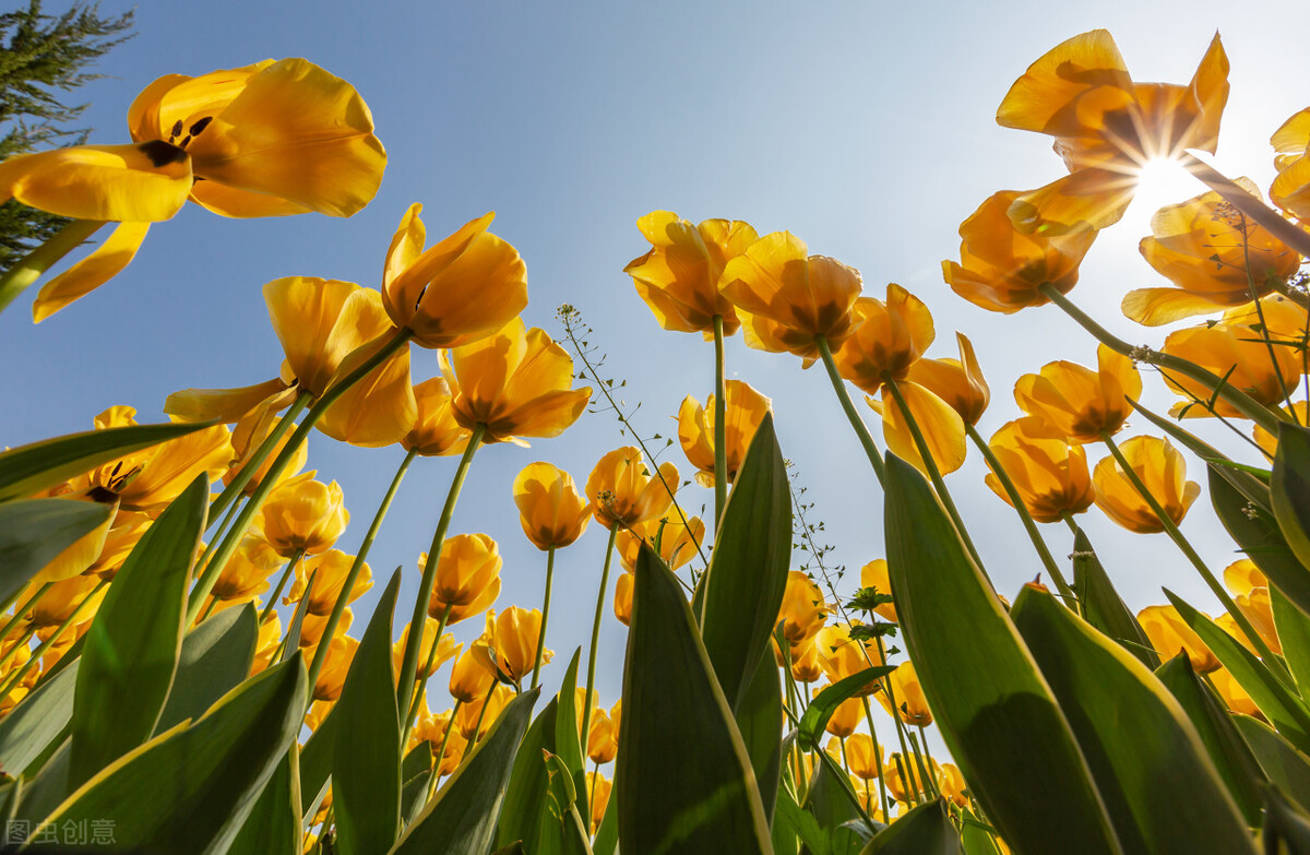 关于春天的美好句子文案,温暖春风春雨春暖花开唯美简短语录精选