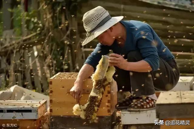 蜂蜜的成本价到底是多少？不同人养蜂，天壤之别